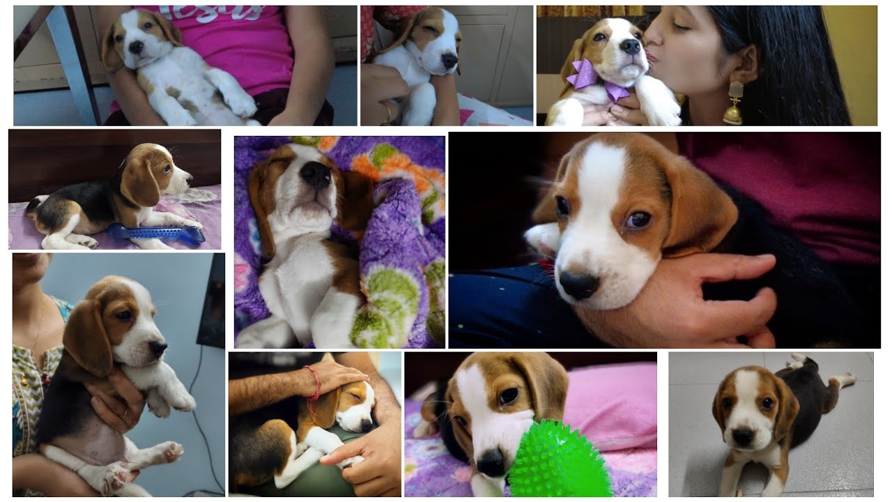 Dogs Are Really Special | Journey So Far