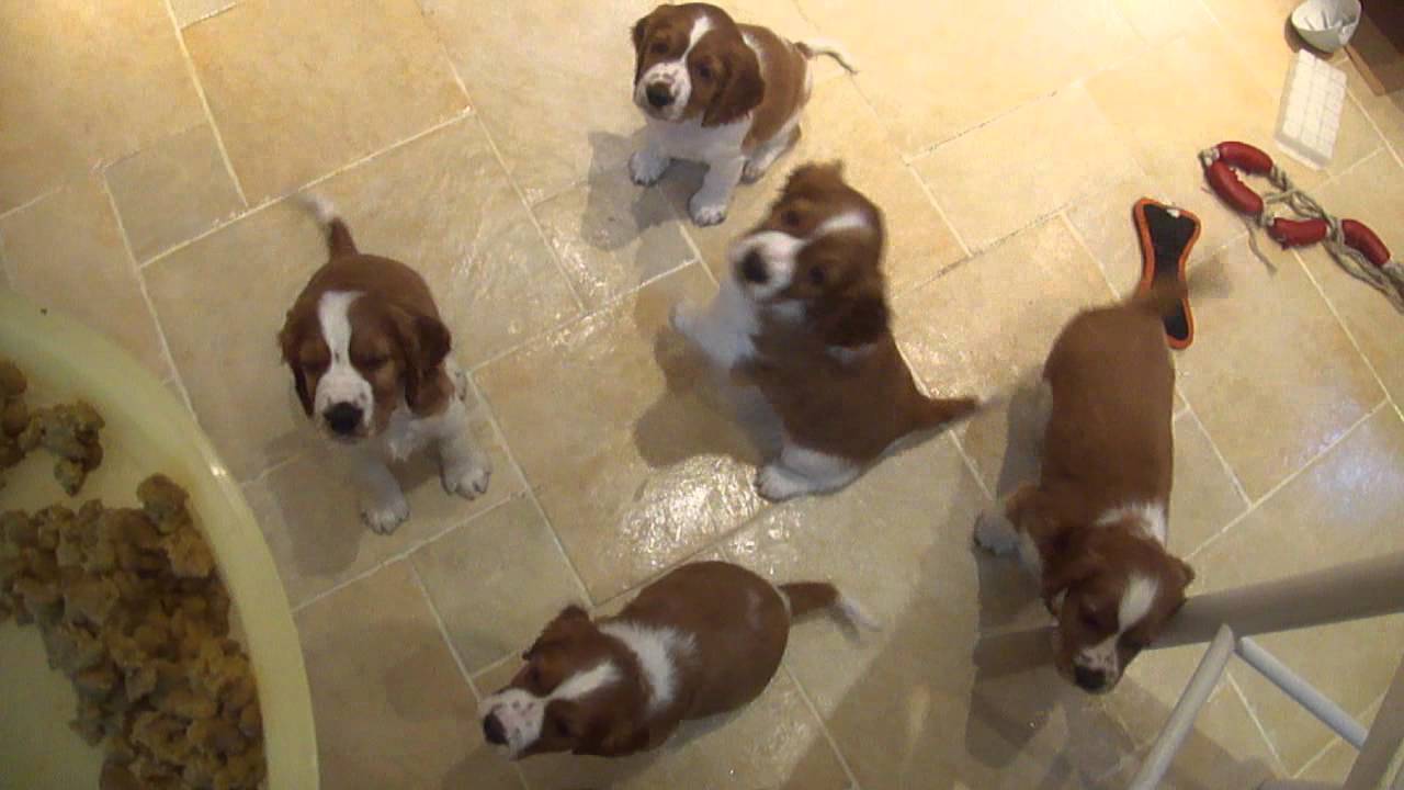 Welshies get really hungry.