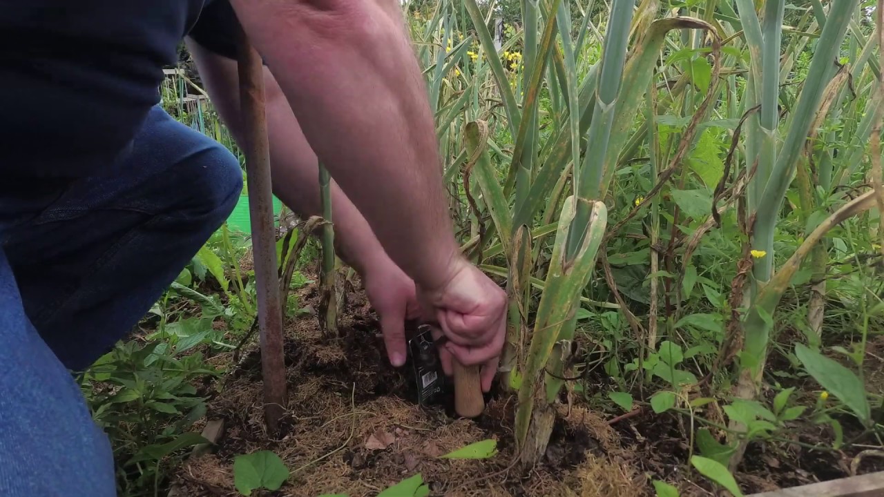 Jason’s Jungle - Harvesting the Oerprei - 14th July 2019