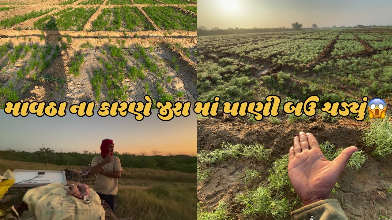 માવઠા થી ખેડૂત ને કેટલું થયું નુકસાન 😟 ॥ #goswamifarmingvagad 
