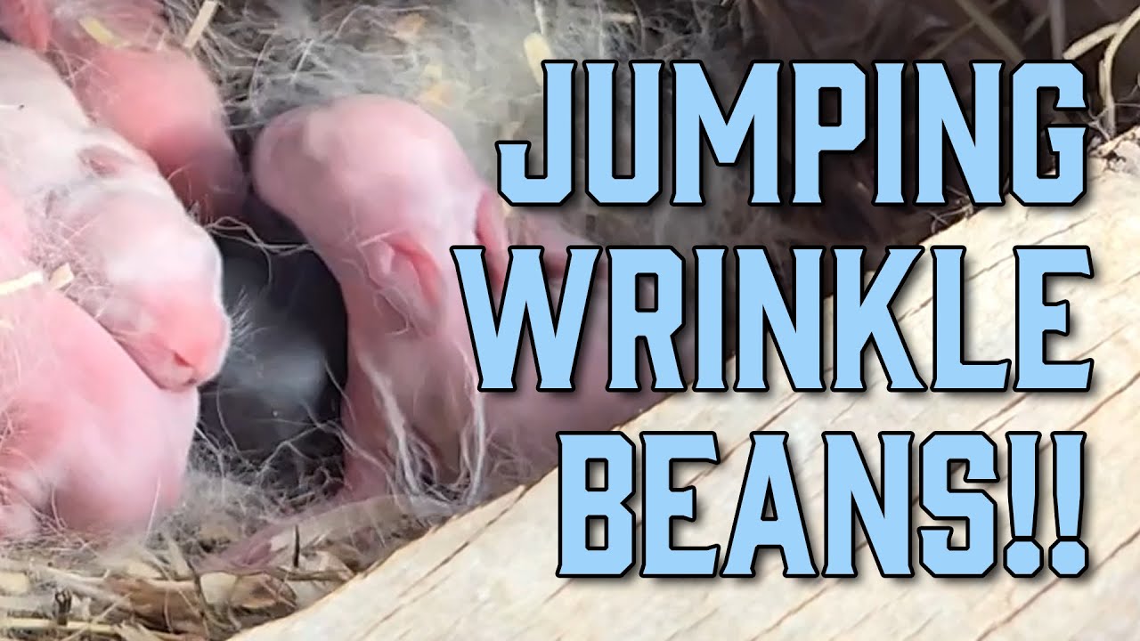 We're Raising Jumping Wrinkle Beans!! #homestead #meatrabbits #growyourownfood