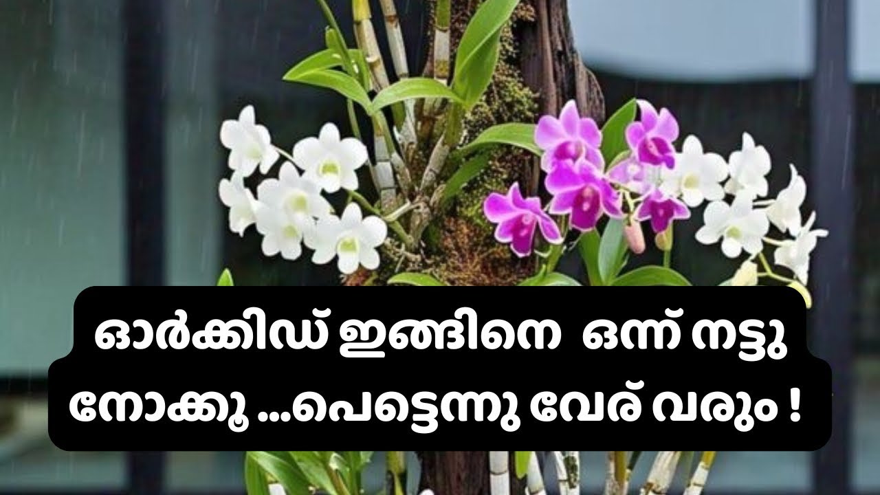 Different types of potting method for beginners#orchidrepotting #dendrobiumseedlings 