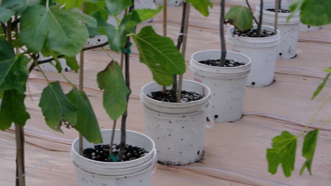 Black Madeira fig - first ripe figs of August in Michigan.  @backyardfigs