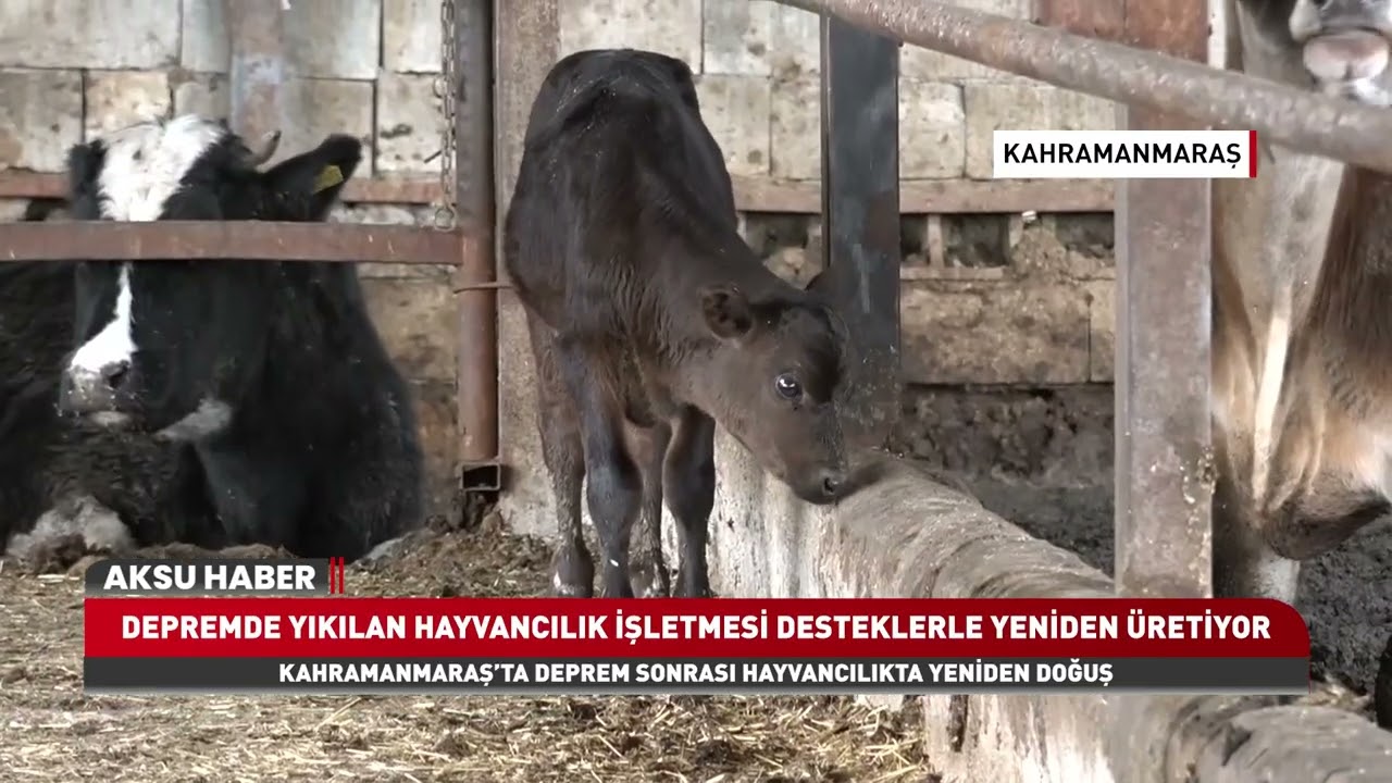 KAHRAMANMARAŞ&rsquo;TA DEPREM SONRASI HAYVANCILIKTA YENİDEN DOĞUŞ