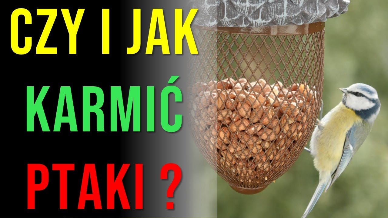 Prof. P. Tryjanowski - czy i jak dokarmiać ptaki? 🦢🐦🕊🦚