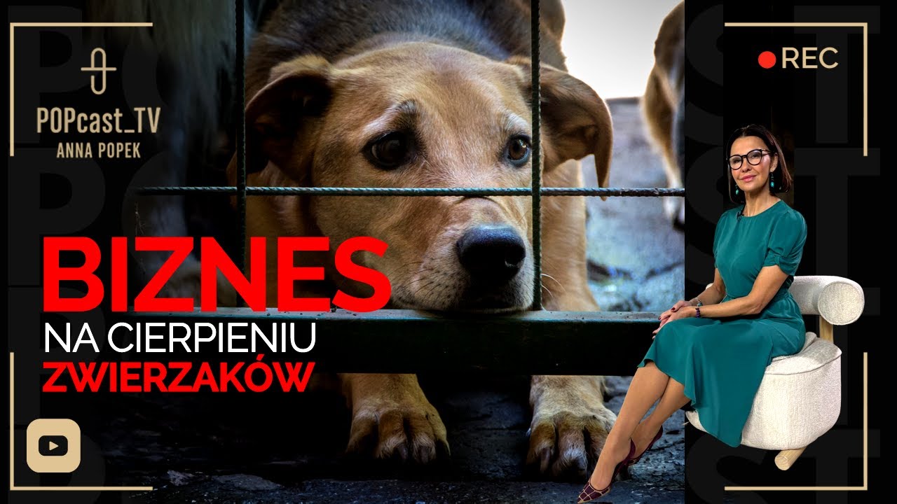 Krwawy biznes na cierpieniu Zwierząt. Czy aż DODA musi pomagać RZĄDOWI w kontroli schronisk ?!!?