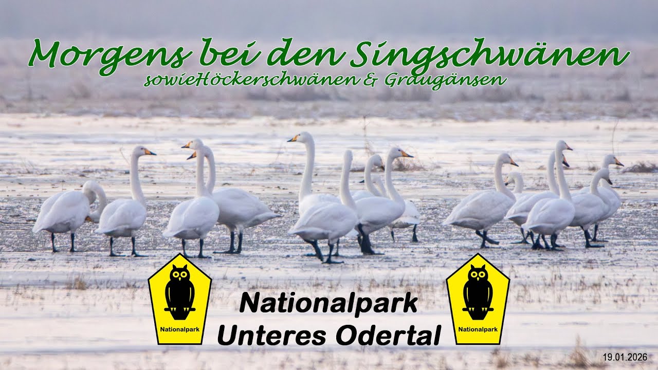 Singschwäne im Nationalpark Unteres Odertal an einem Januarmorgen