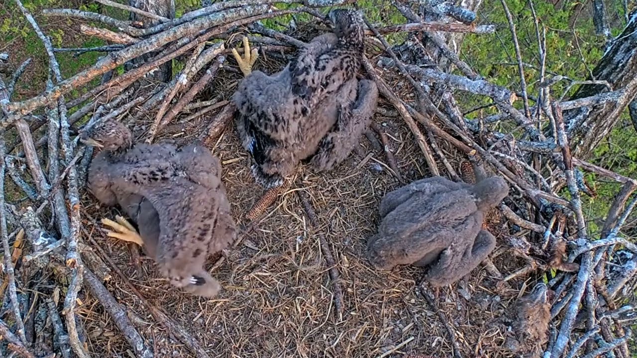 EP#369 #baldeagle Review birds in nest with nature #birdslovers #birdsounds #birdsnest #wildbirds