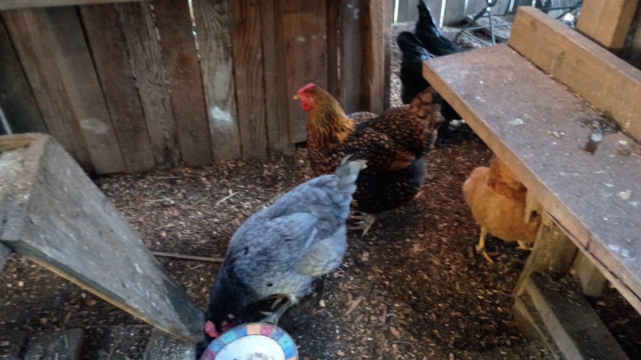 Chickens getting ready to take over the world.