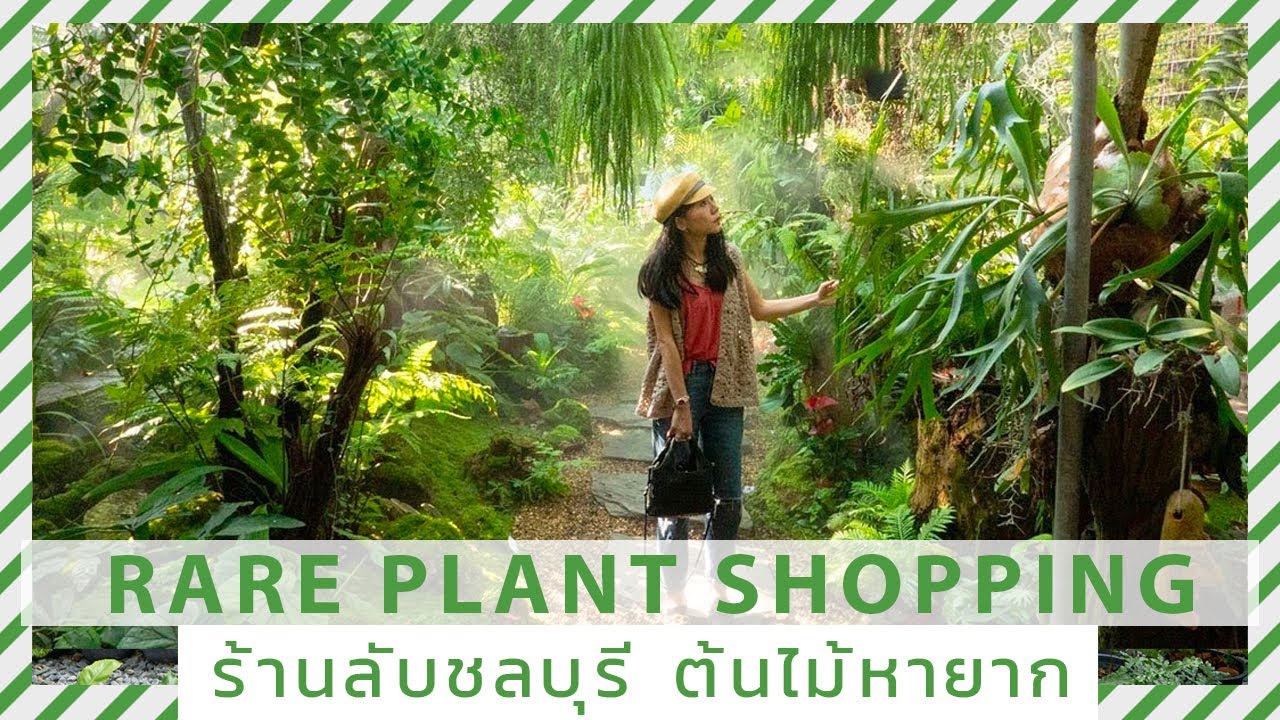 ซื้อต้นไม้หายาก ร้านลับ จ.ชลบุรี ต้นไม้สวยๆที่ต้องไปซื้อซ้ำ