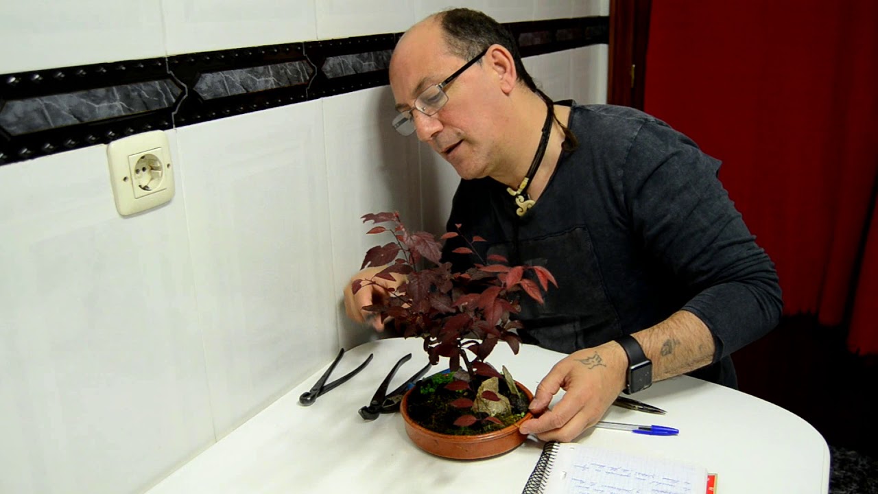 PINZADO DE PRUNUS PISARDI