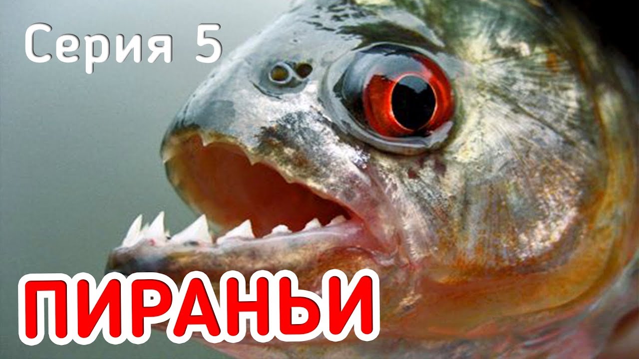 ПИРАНЬИ СЪЕДАЮТ ОКУНЯ! Приключения! Фидерная рыбалка. Серия 5