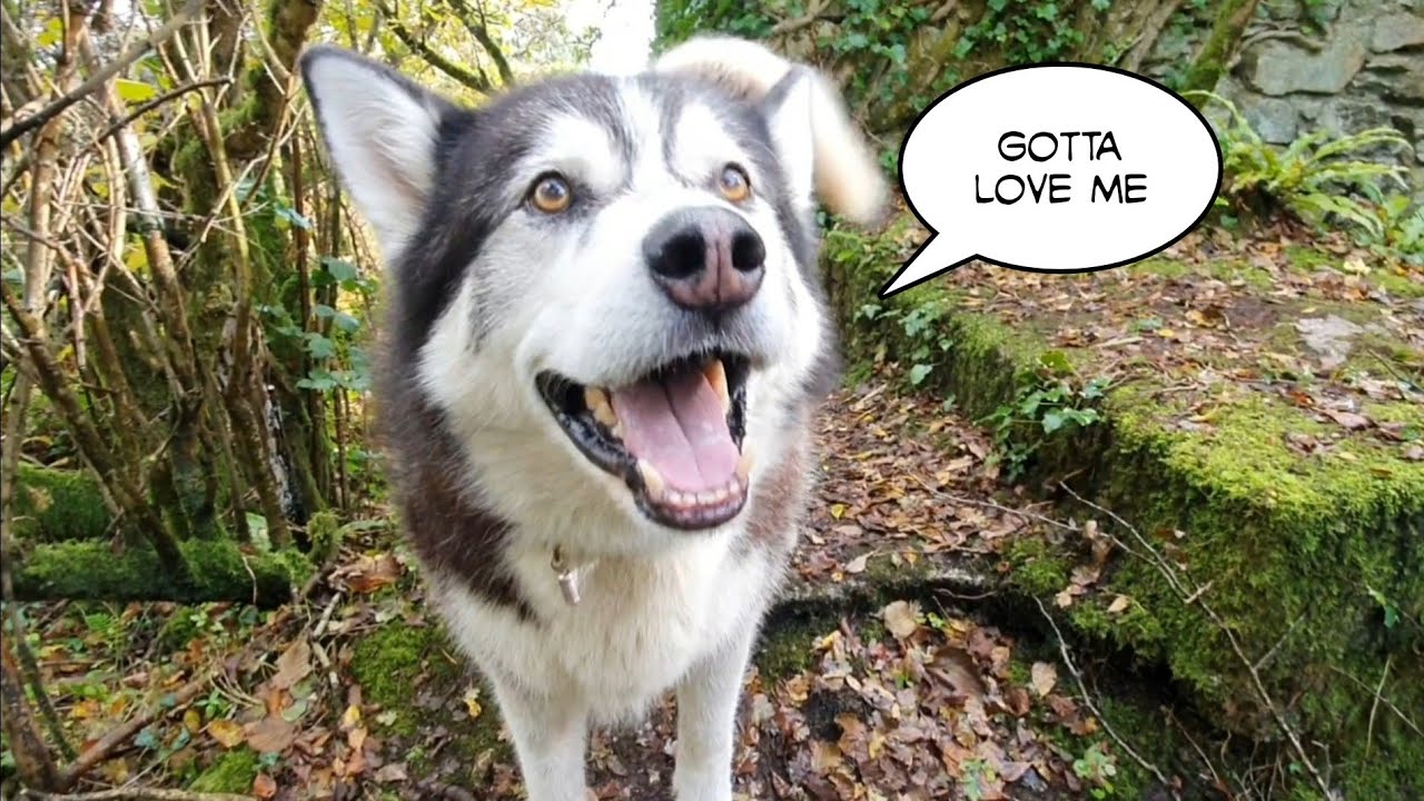 Dog won't let me Finish a Sentence without Talking Back!
