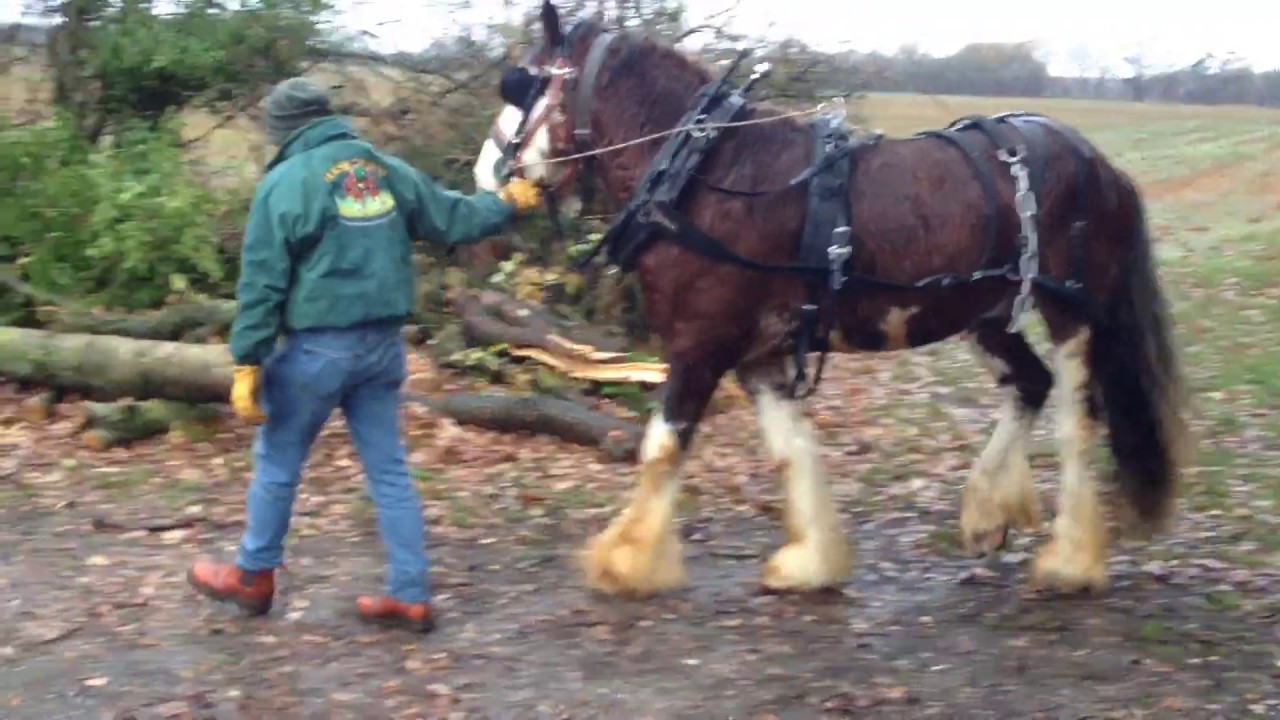 Learning to Log - A Novice Stallion and Handler