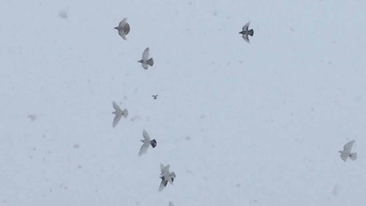 #Pigeons.Отличная погода для проверки голубей. 
