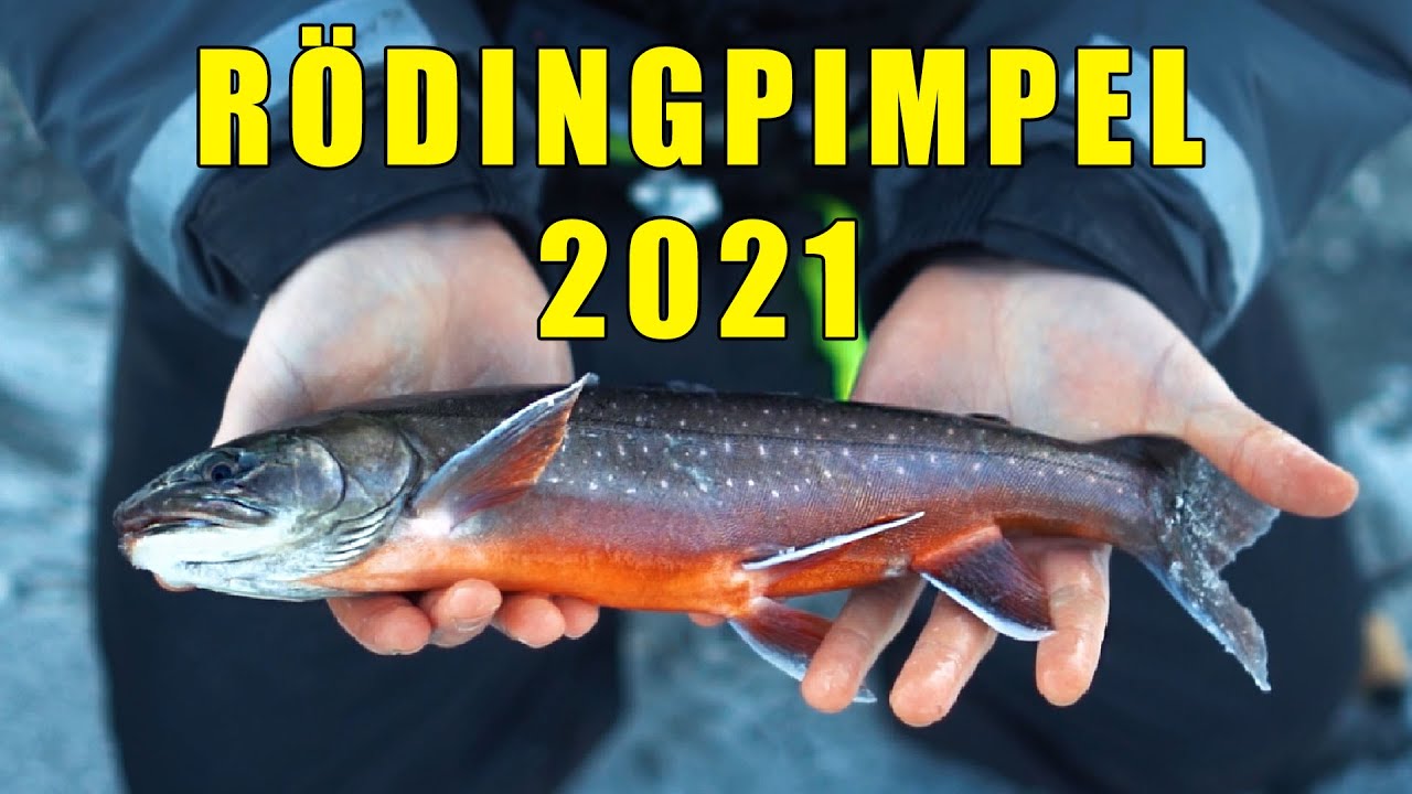 Pimpelpremiär 2021 | Vackra Rödingar i Villingsberg
