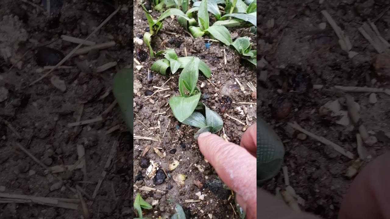 Salep &ccedil;eşitleri barlia benekli serapies kum salebi tavşan topuğu