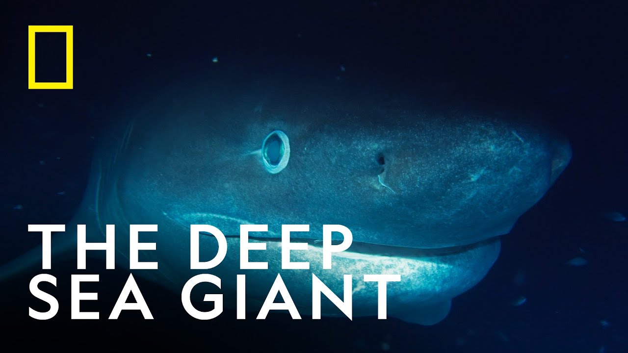 Scientists Tag a Sixgill Shark for the First Time | OceanXplorers | National Geographic UK