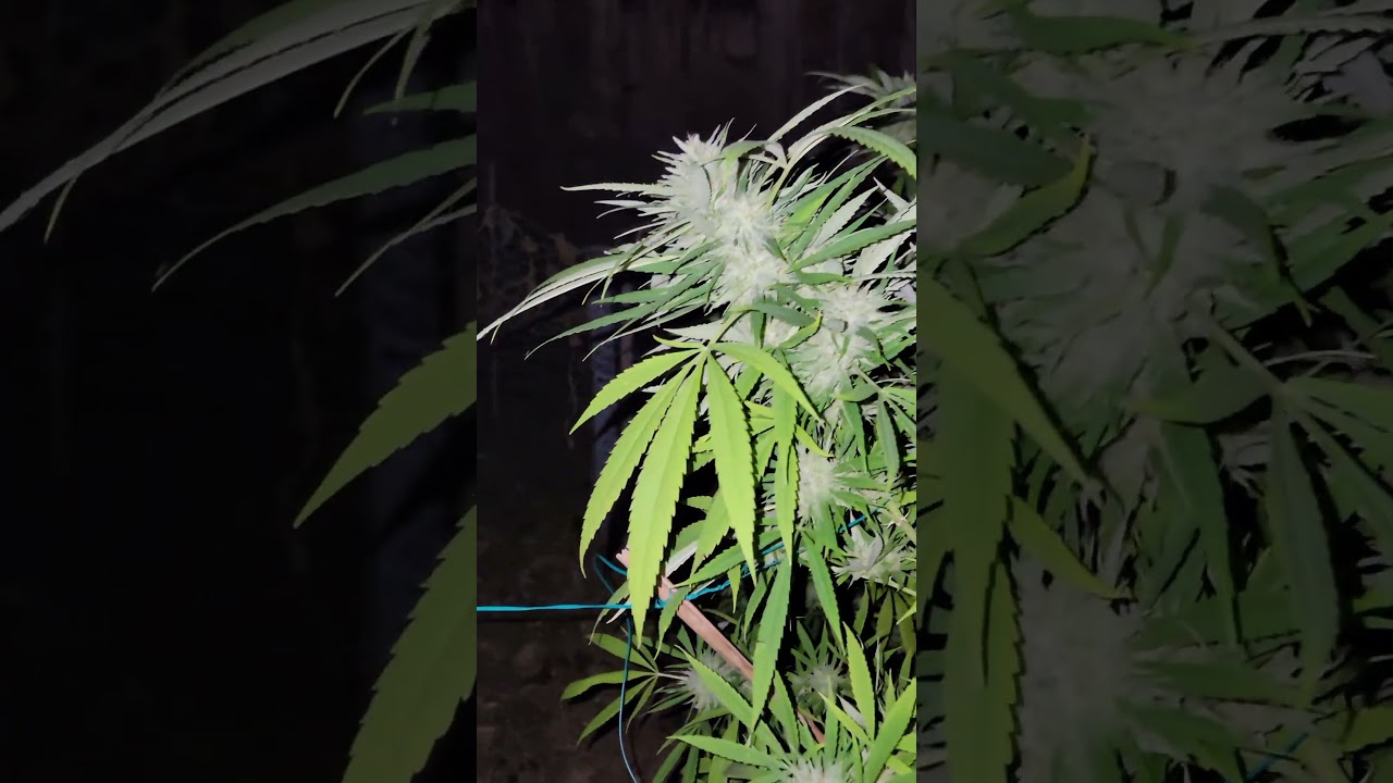 🚨 FINAL PUSH! Week 8 Mimosa Outdoors: My Method for MAX Density!