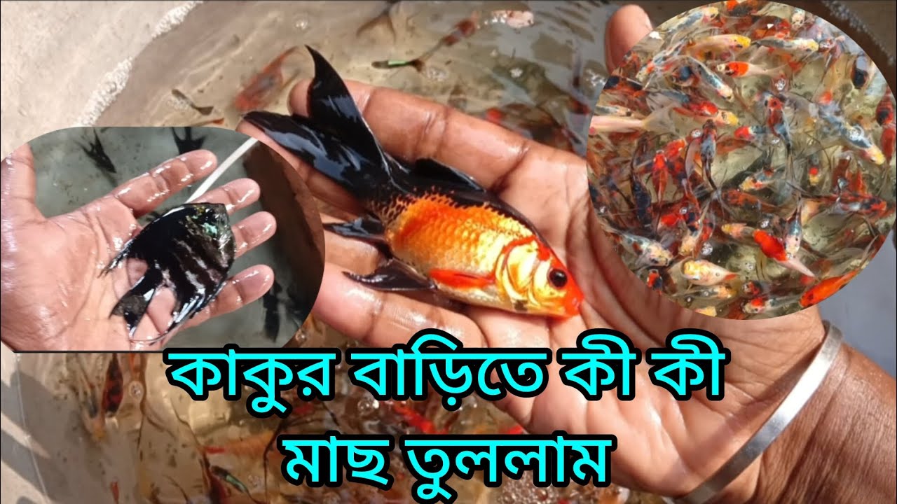 কাকুর বাড়িতে কী কী রঙিন মাছ তুললাম #fish #fishfarming #fishfarm #goldfish #goldfishfarm #fishfarmers