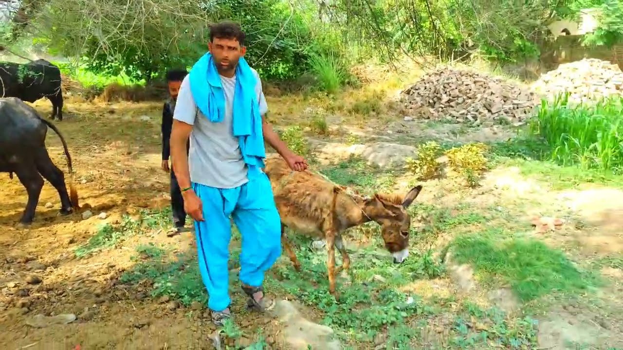 Dasi  Boy Walking in The village And DonkeyThe villagers are always Beautiful scene Very nice video