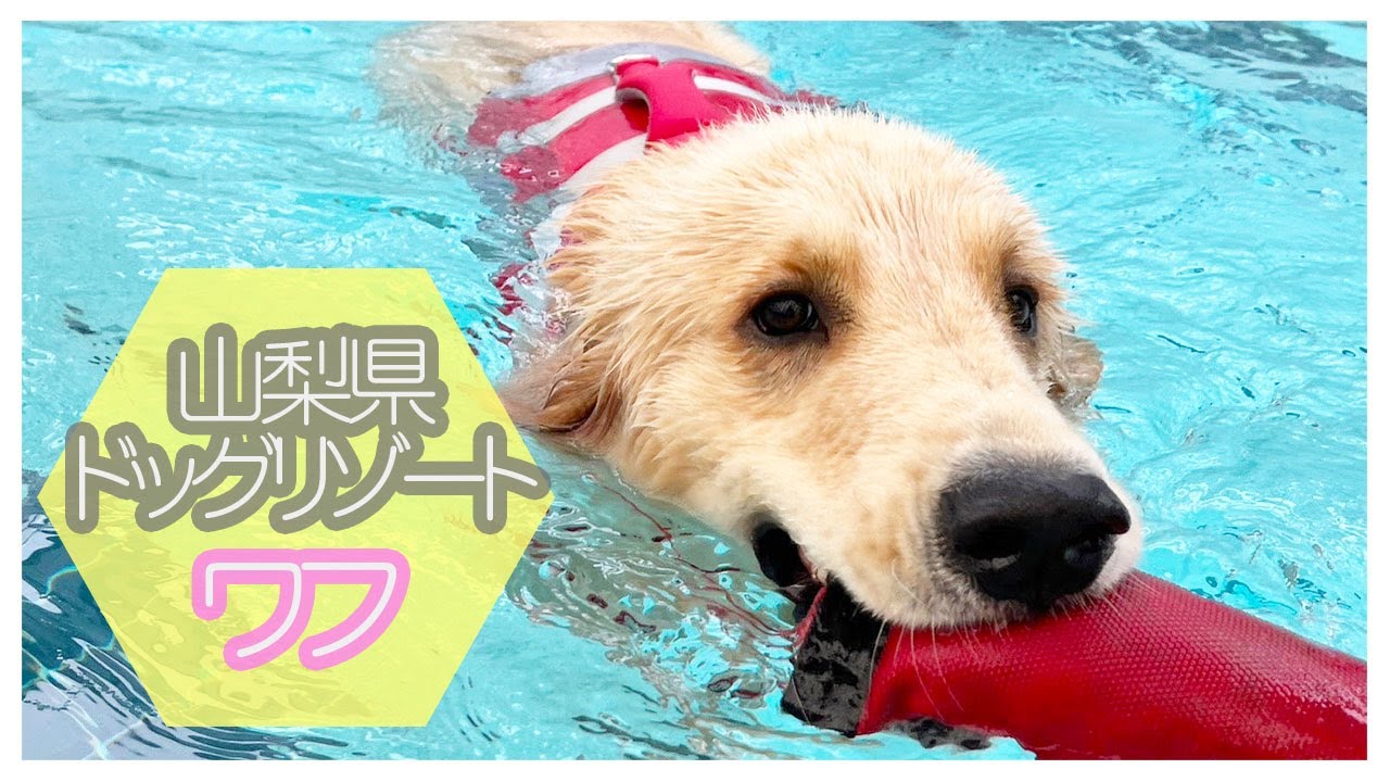 犬のリゾートに泳ぎに行ってきた（ドッグリゾートワフ）