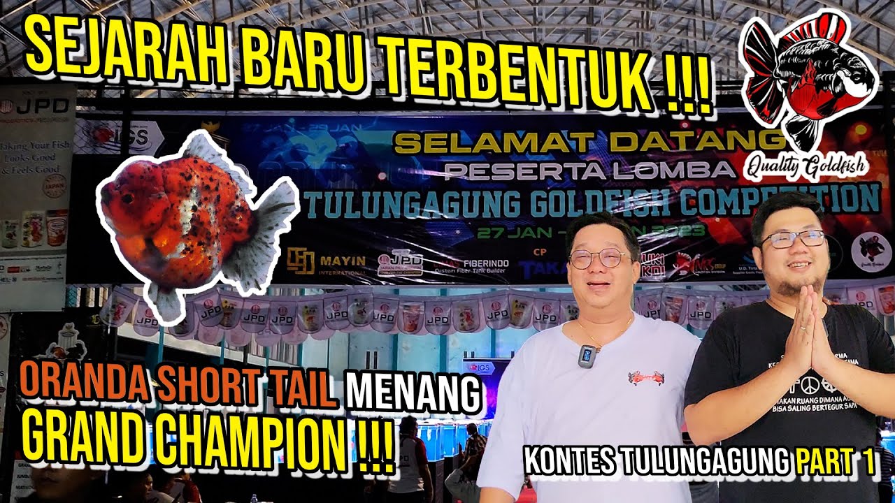 SEJARAH BARU TERCIPTA DI TULUNGAGUNG‼️ ORANDA SHORT TAIL QGF MENANG GRAND CHAMPION‼️