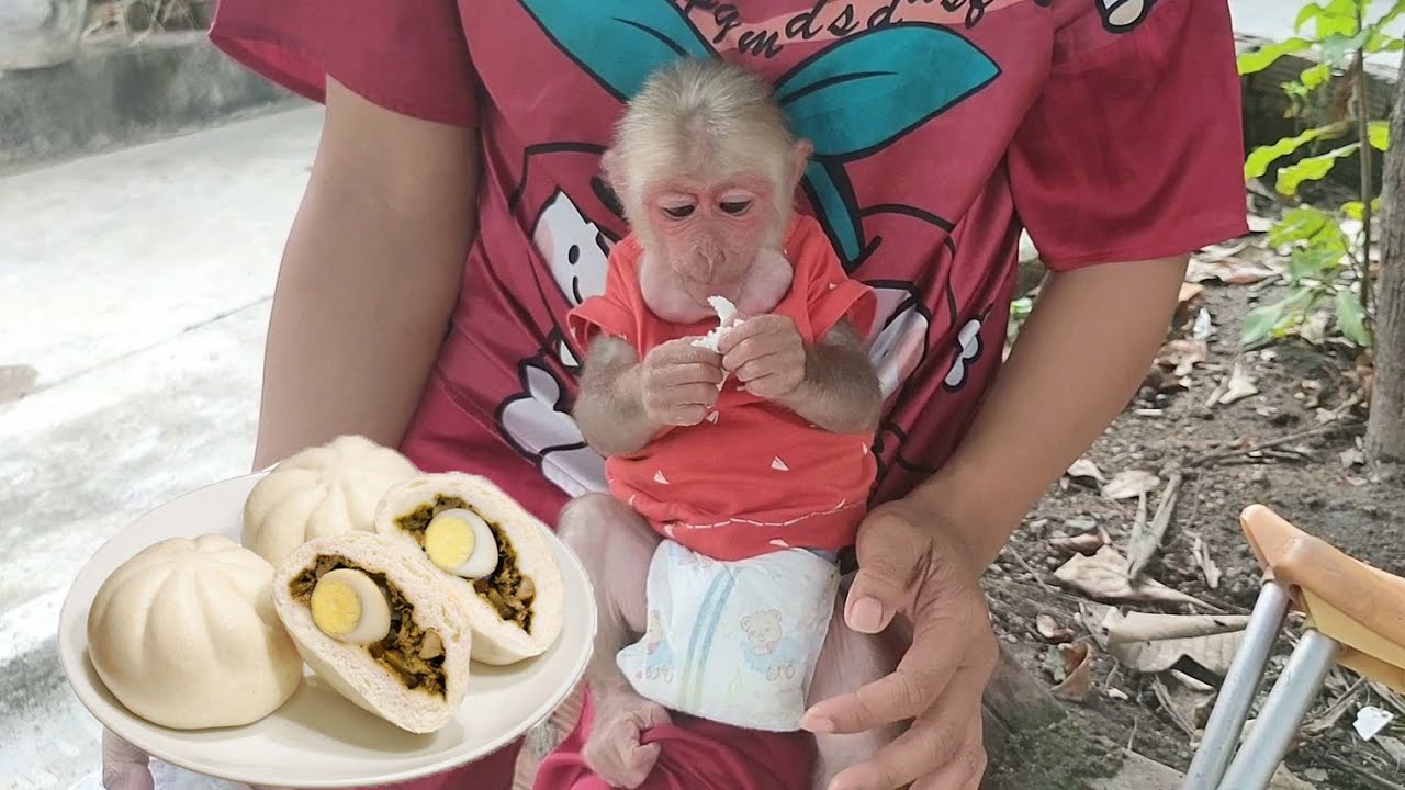 Baby monkey Bob when eating dumplings for the first time