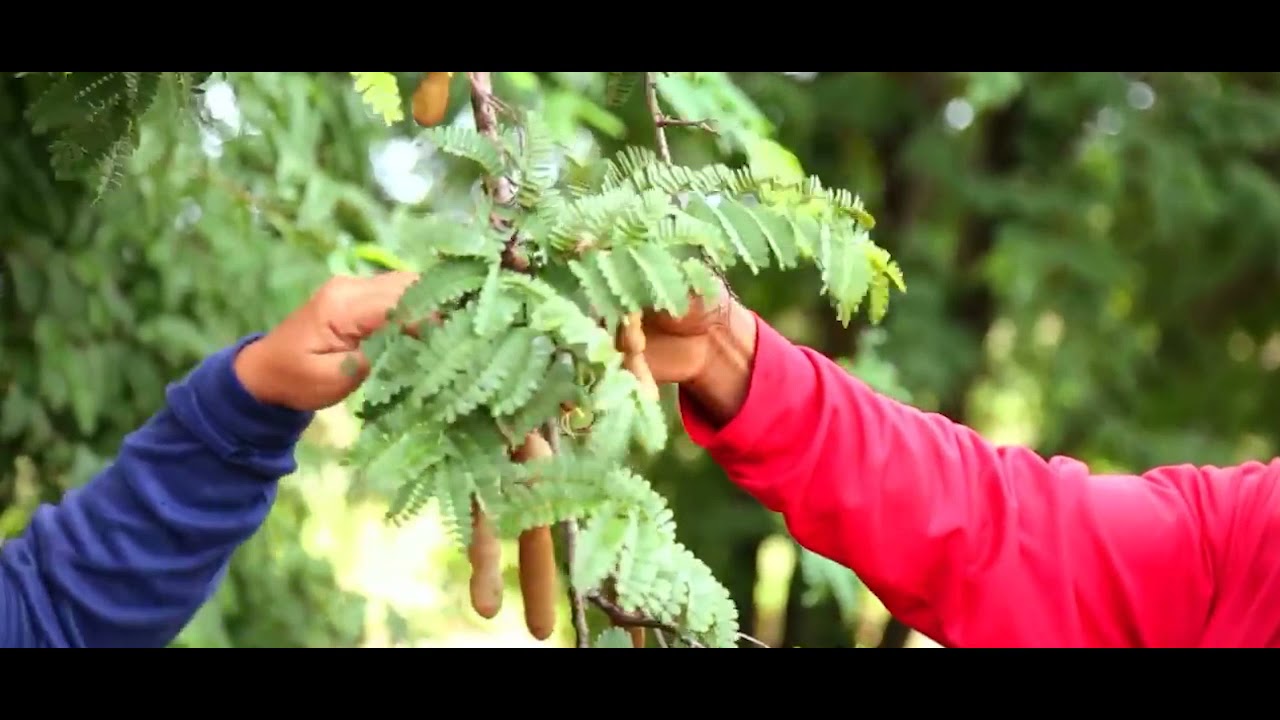 Awesome Tamarind Cultivation Technology   Tamarind farm and harvest   Tamarind Processing