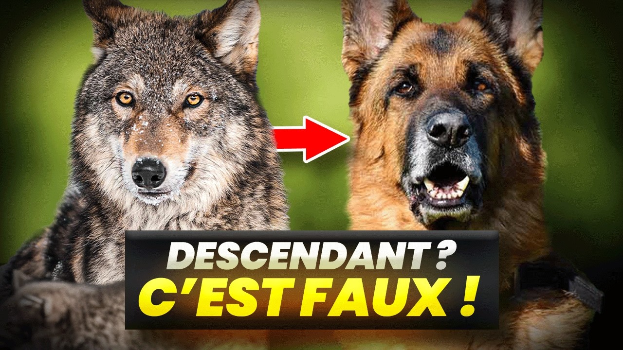 Tout ce que vous savez sur le Loup est FAUX !