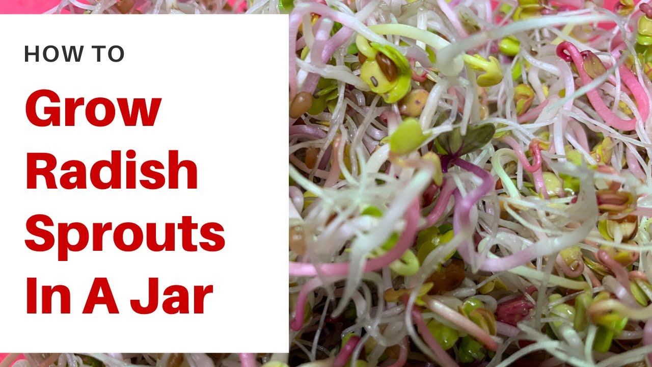 How To Grow Radish Sprouts In A Jar (Just 5 Days!)