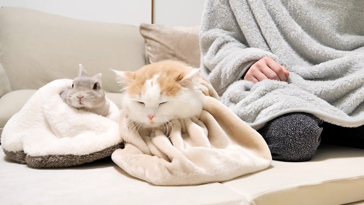 各々ブランケットに包まって寒さをしのぐうさぎと猫と飼い主の冬の過ごし方