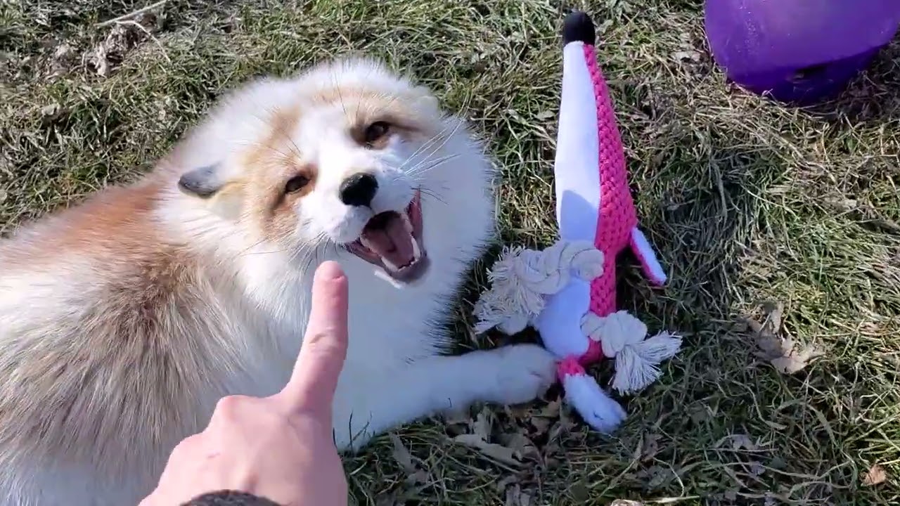 Sophie gets a toy donation from her sponsor. Jagger Fox steals toy! Pan poops on it!
