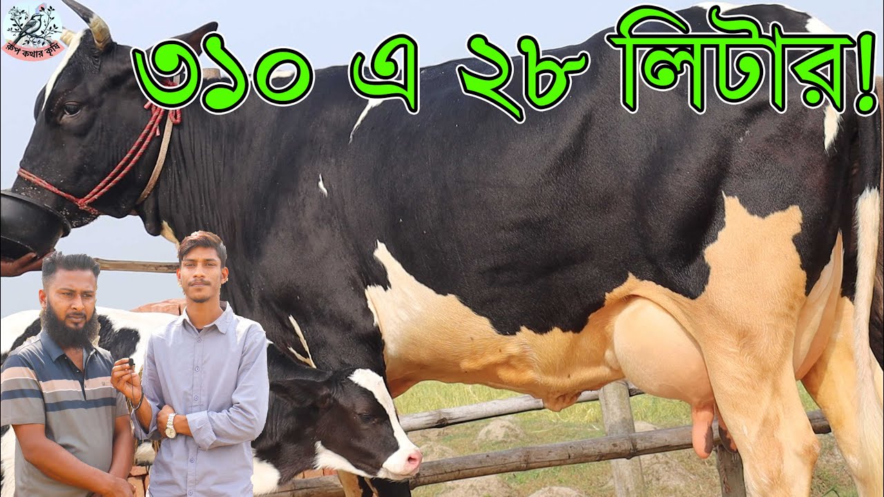 জার্সি গাভীর মেলা। ৩১০ এ ২৮ লিটার দুধ ! ১৫৫ তে ১৫ লিটার। জোড়া গাভীতে সারা বাংলাদেশ গাড়ি ভাড়া ফ্রি।
