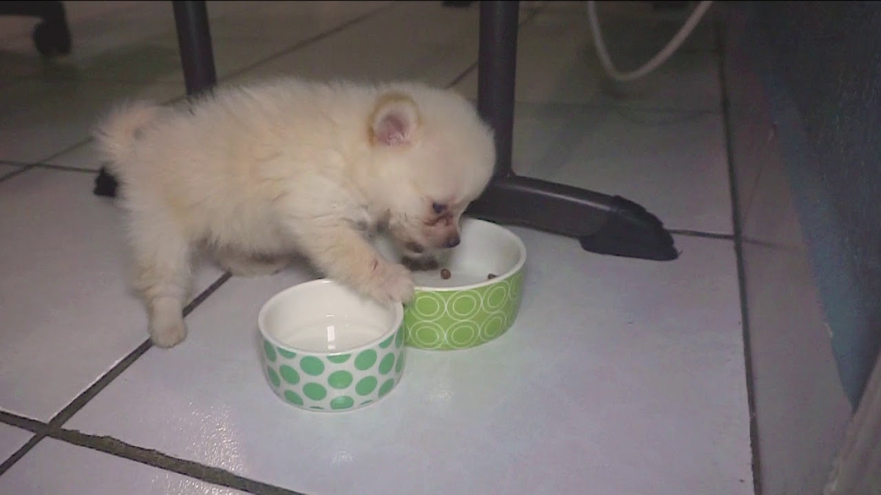 Jingon's second day at home/Segundo d&iacute;a de Jingon en casa /진곤이 2일차