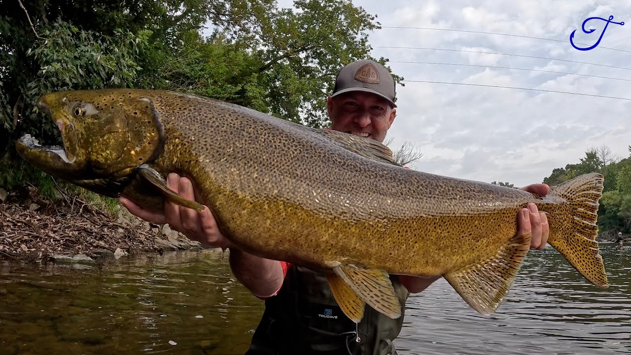 ВЕЛИКИЙ КОРОЛЬ — Эпизод заданий 18: Чавыча (Oncorhynchus tshawytscha)