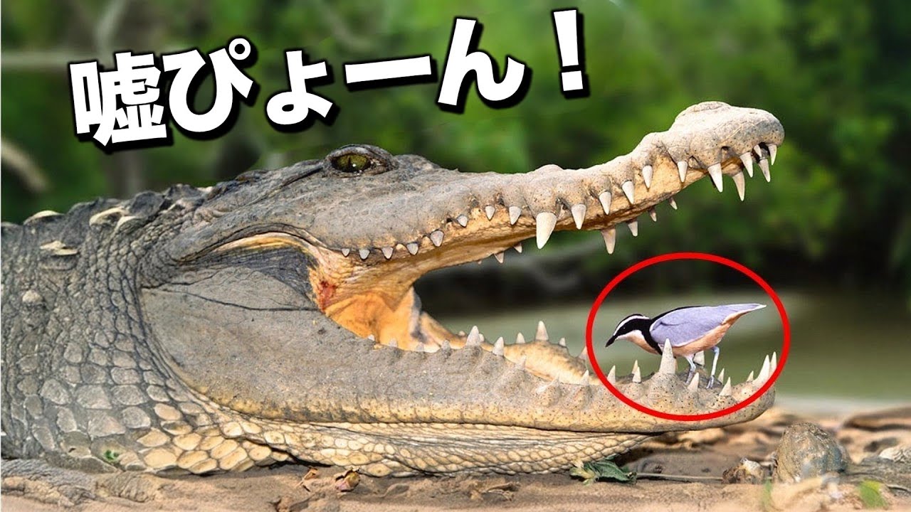 あなたが知らない共生の真実！（宿主の鳥を助けるカッコウがいる？｜ウシツツキの真実）