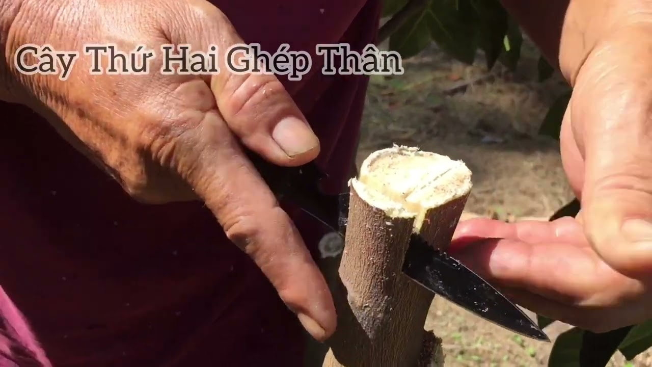 Kỹ Thuật Ghép Thân Và Ghép Cành Cho Cây Mít.