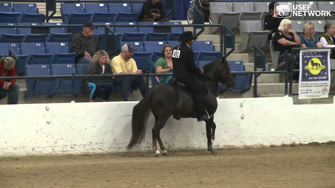 Best Paso Fino Stallions & Colts in the Land