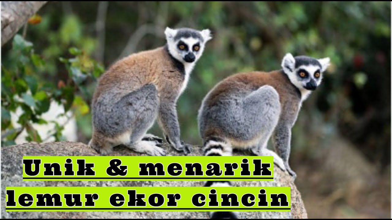 Fakta unik lemur ekor cincin || belajar mengenal hewan