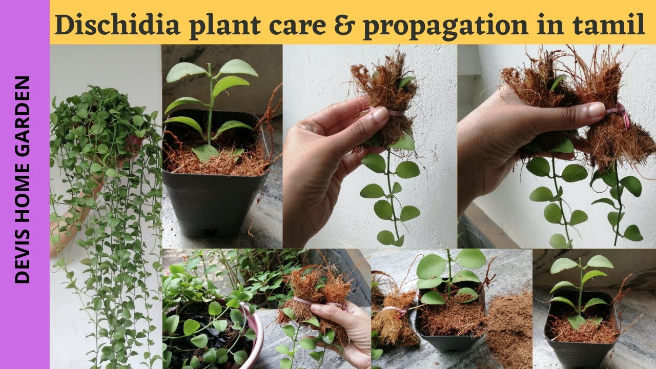 Dischidia (String of nickels) plant care and propagation in tamil | terrace garden #dischidia