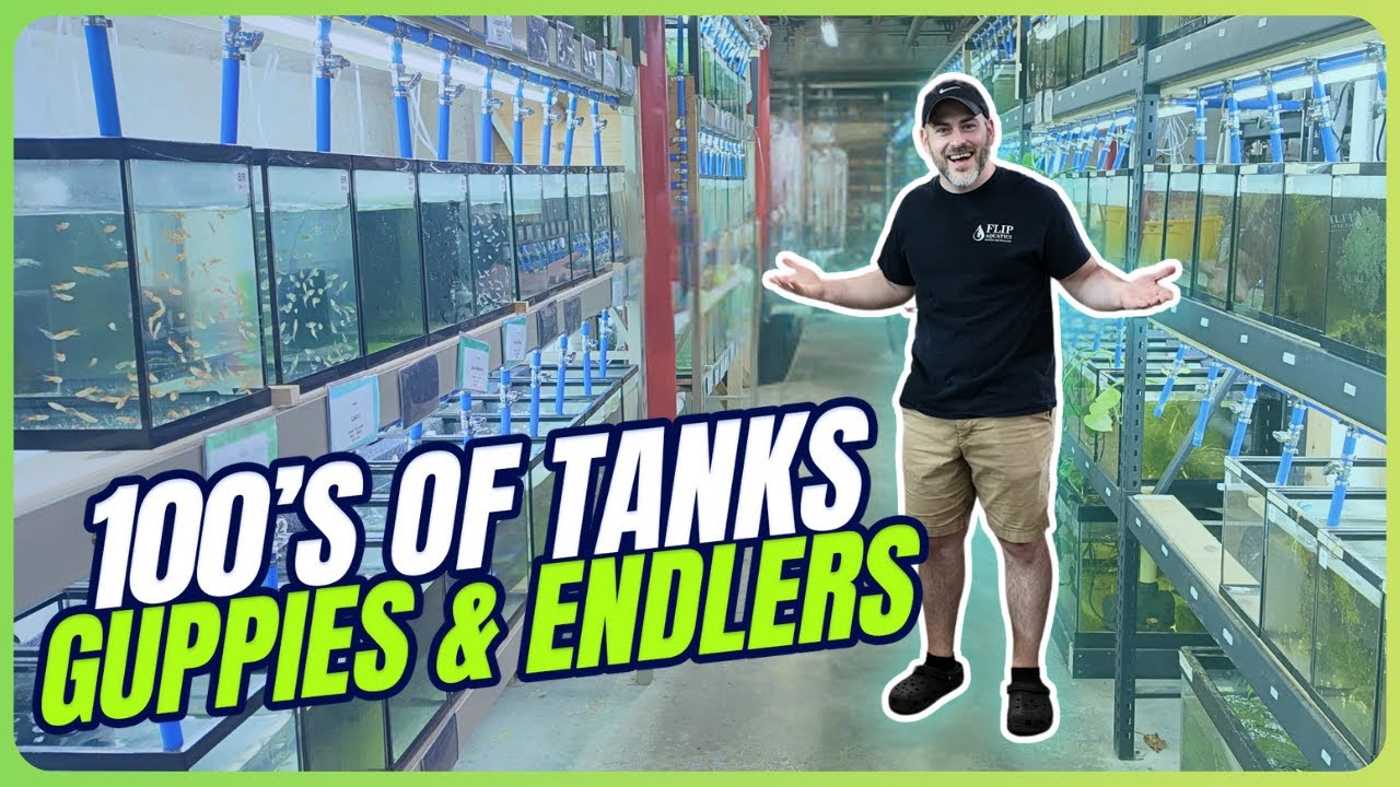 TOUR of our Best Guppies & Endlers [Weekly Walkthrough Ep. 1]