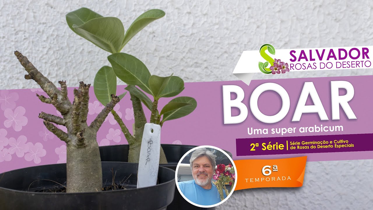 CONHE&Ccedil;A A NOSSA ADENIUM ARABICUM BOAR UMA DAS QUERIDINHAS DOS COLECIONADORES