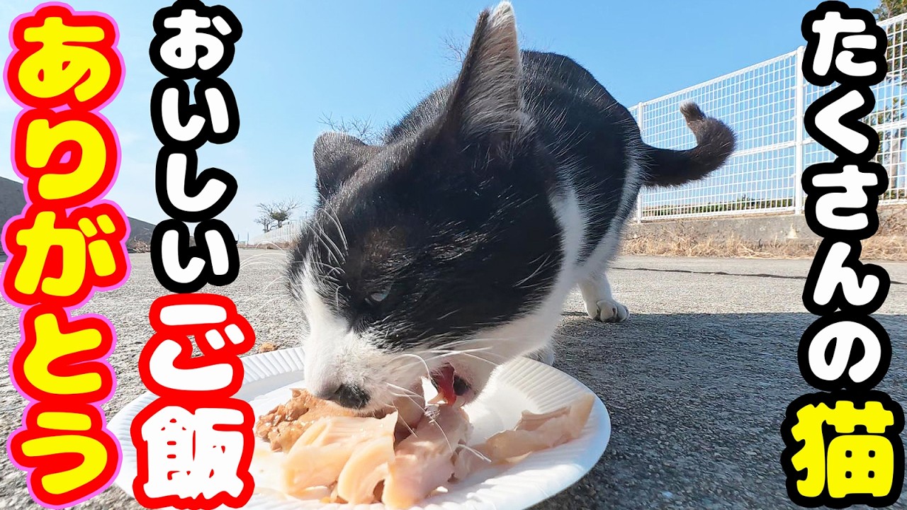 極寒 秘境の猫たちにおいしいご飯を持っていくと… さくらねこたちへのエサやり【視聴だけでも猫たちを助けることになります】支援者様 視聴者様 様 猫たちに神のご加護を！ 野良猫の感動猫動画