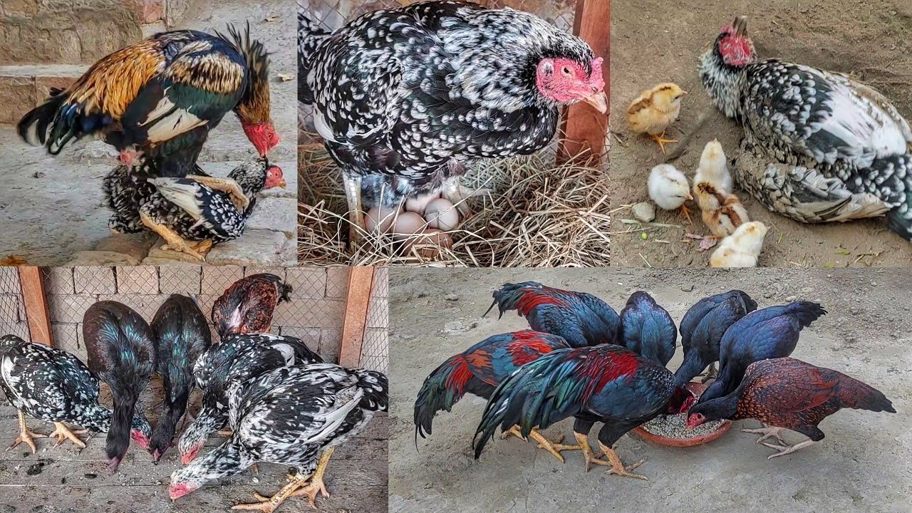 Hen laying 8 eggs | Hen hatching 8 eggs | 4 Baby chicks hatched | Hen 4 chicks growth video