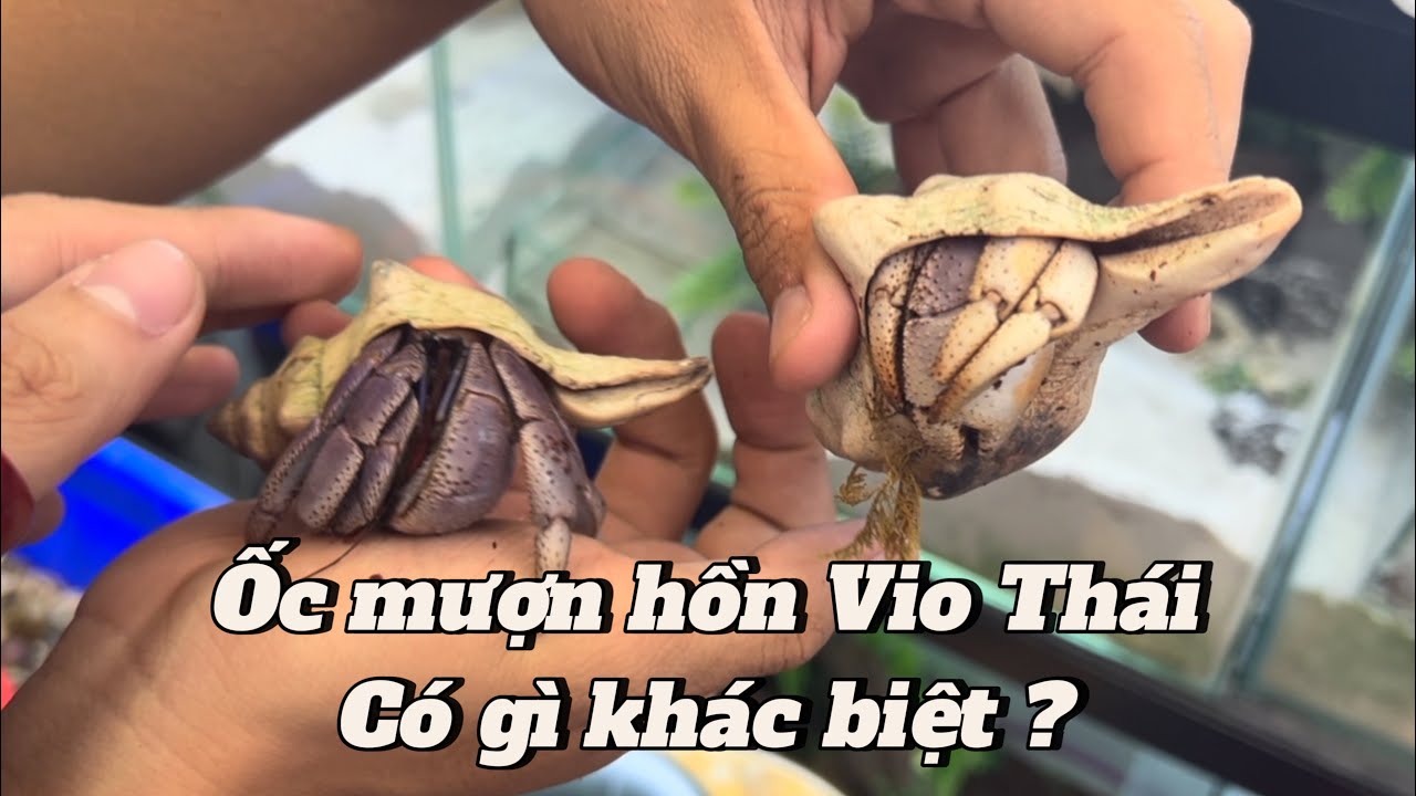 Ốc mượn hồn Vio Thái | Vio thái có gì đặt biệt | Phần 1