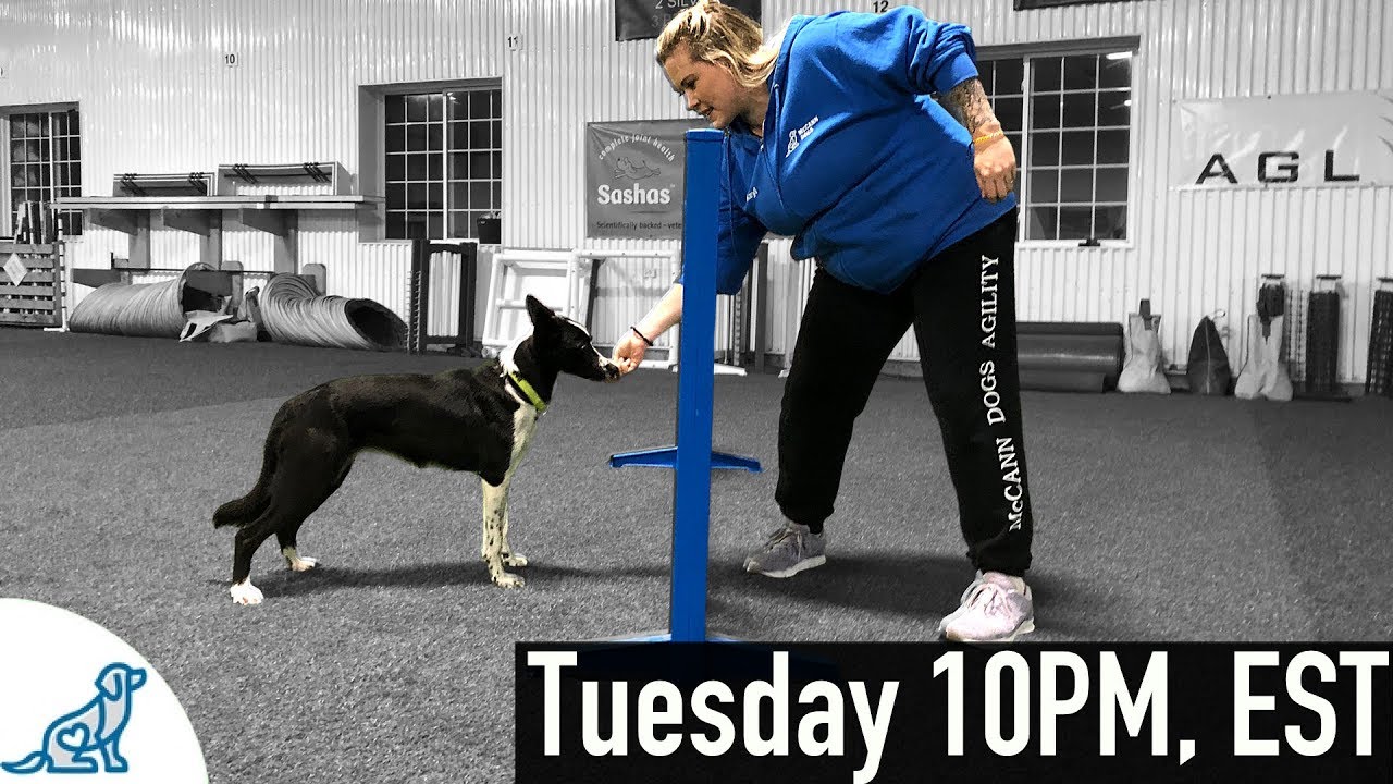 Teaching Independent Backside Slices And Wraps - Dog Agility Videos