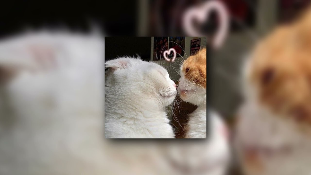 i hope she loves me back - boy pablo (sped up)
