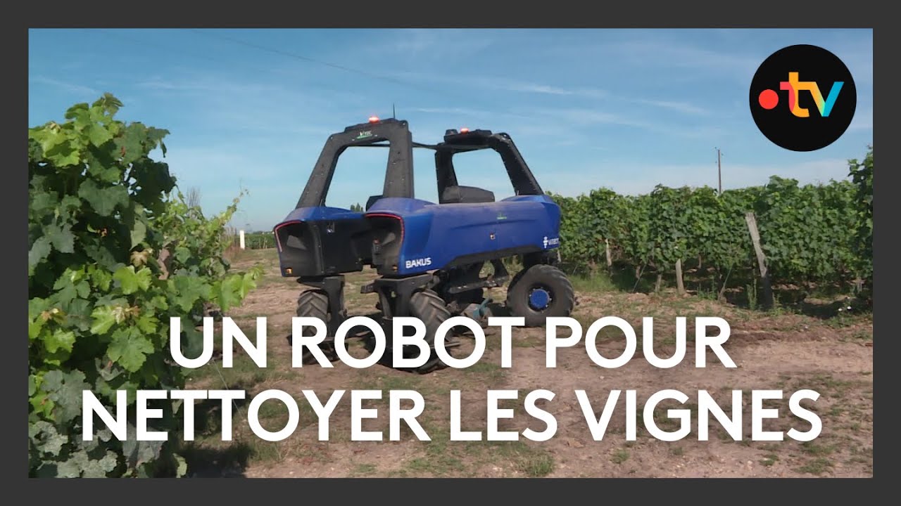 Agriculture : un robot autonome et 100% électrique désherber les vignes