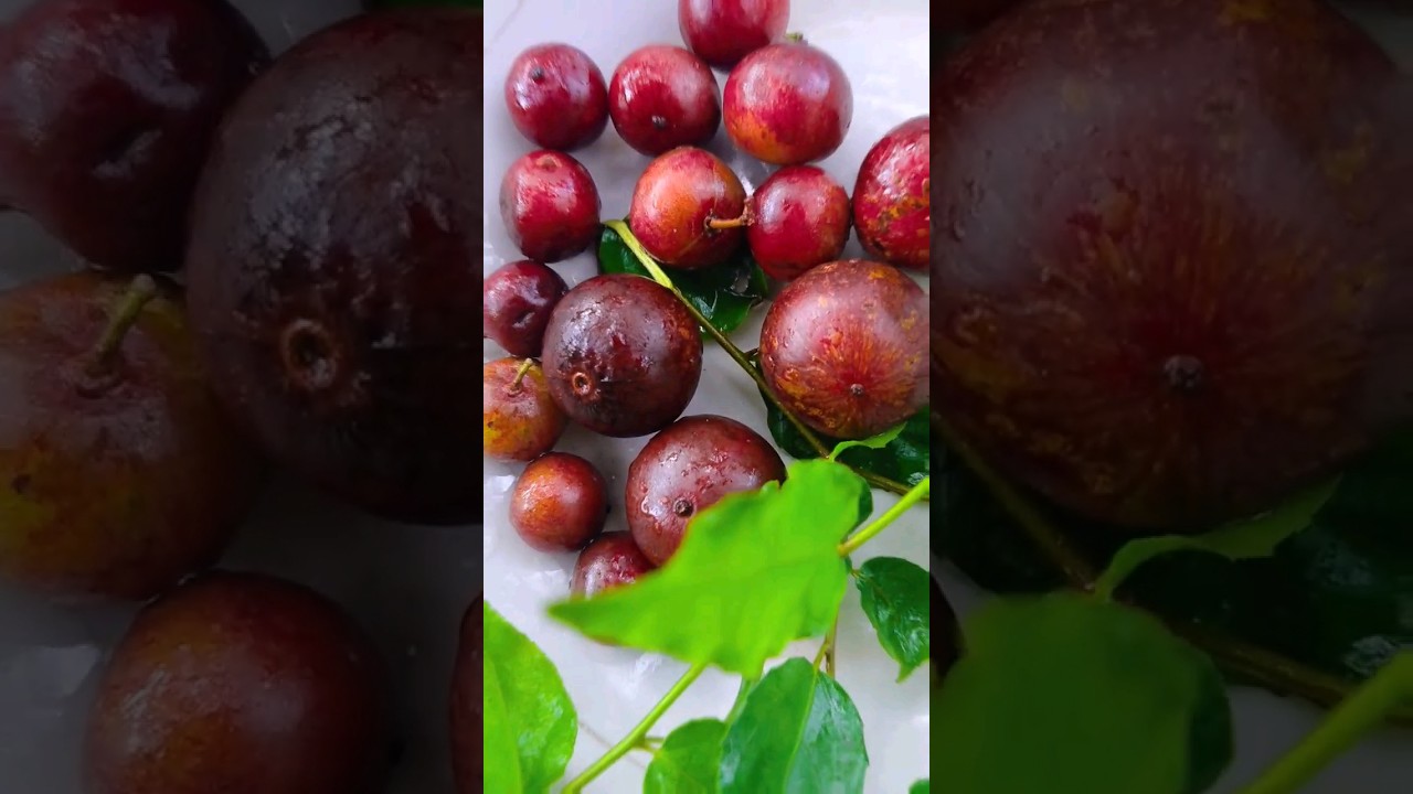 GOVERNOR'S PLUM #juice#😮🤷&zwj;♂️ රසම රස උගුරැස්ස ජූස් එකක්...